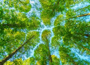 arboles con hojas verdes