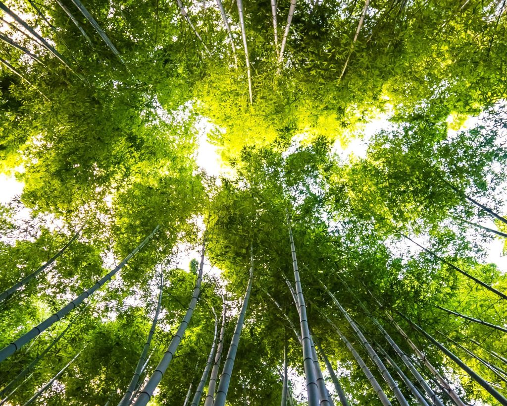 beautiful landscape bamboo grove forest arashiyama kyoto3
